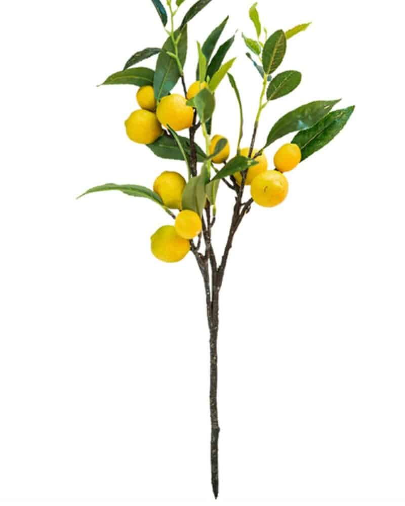 EDG Limoni Branch Large