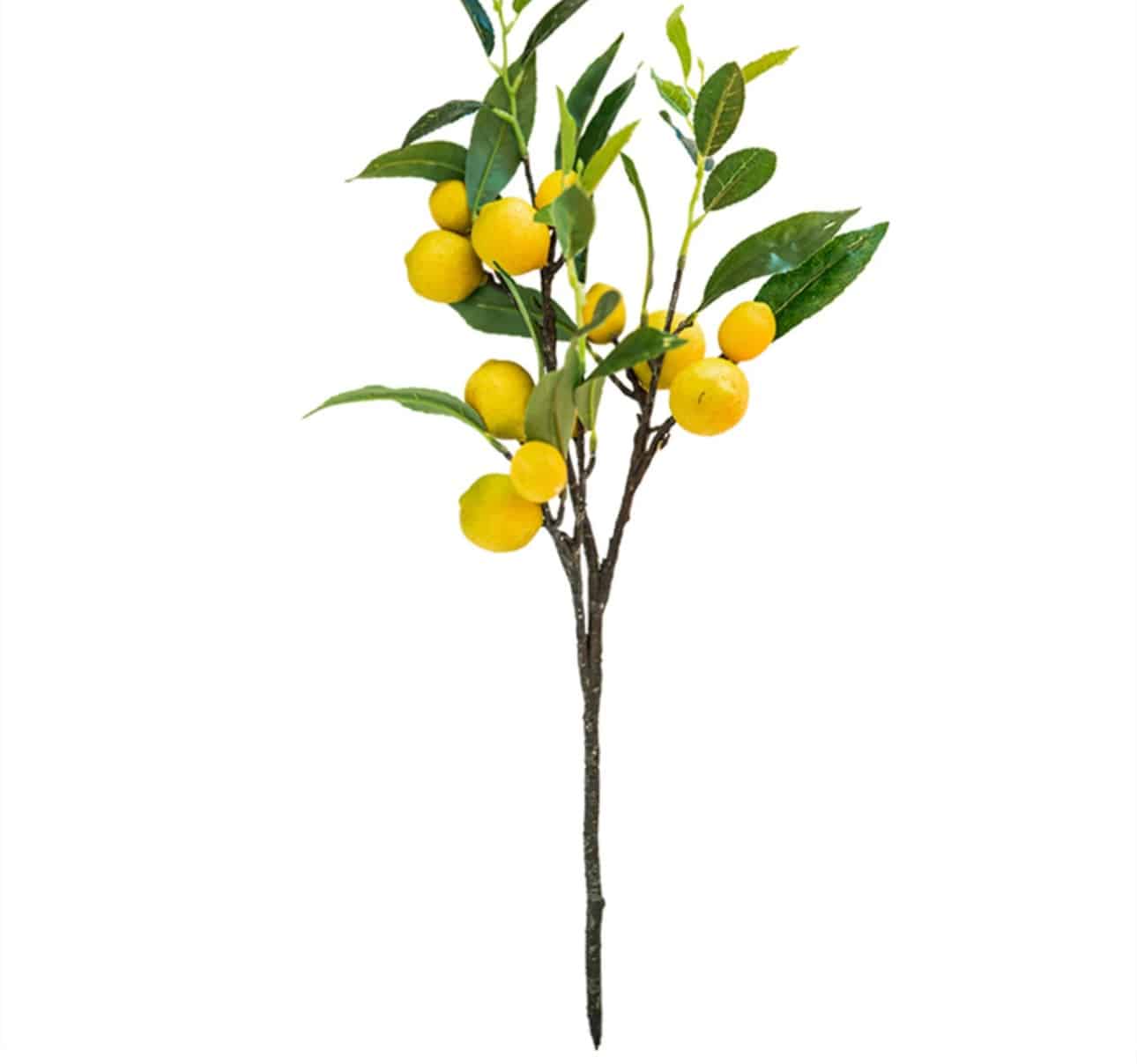 EDG Limoni Branch Large