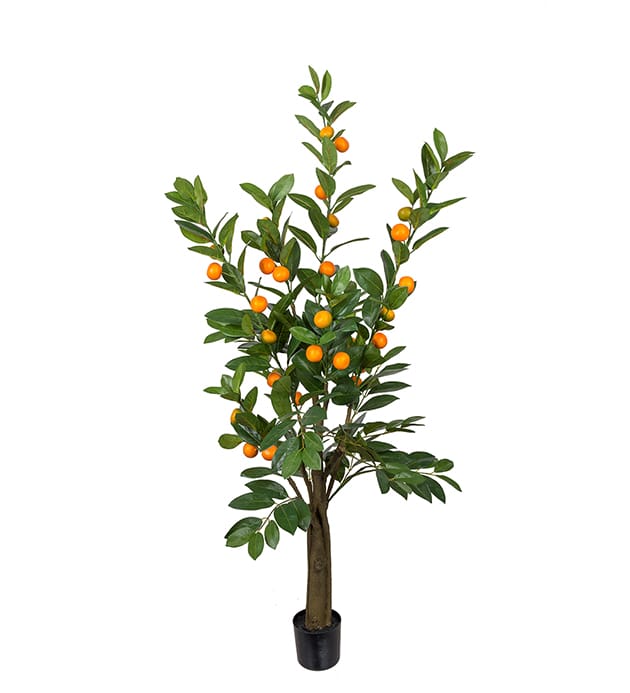 Mr Plant Appelsin-tre