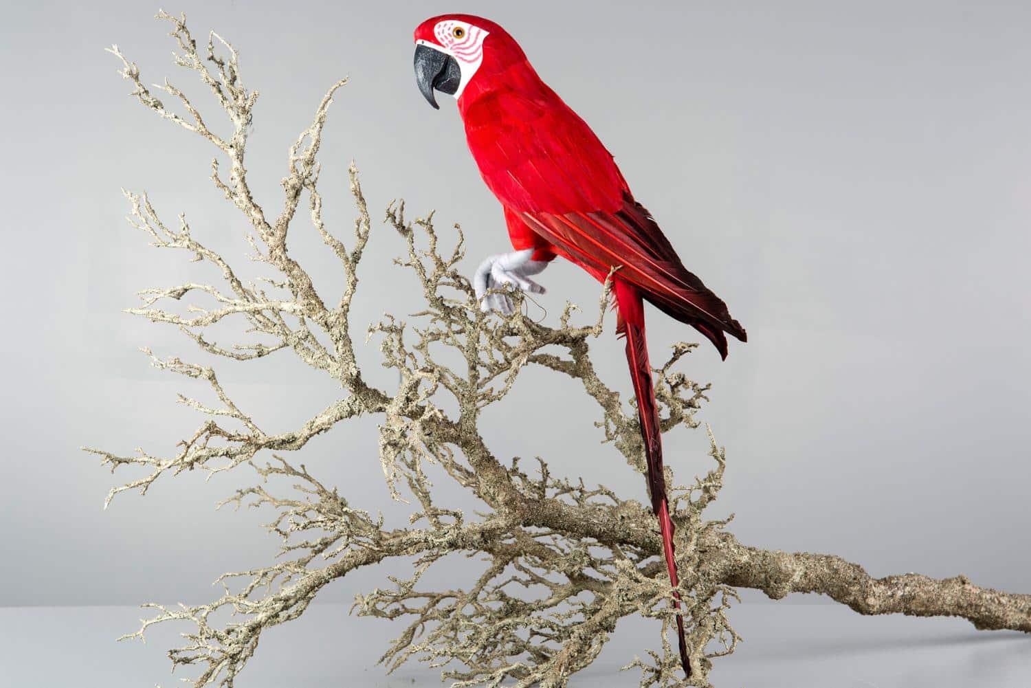 A Lot Decoration Papegøye Rød