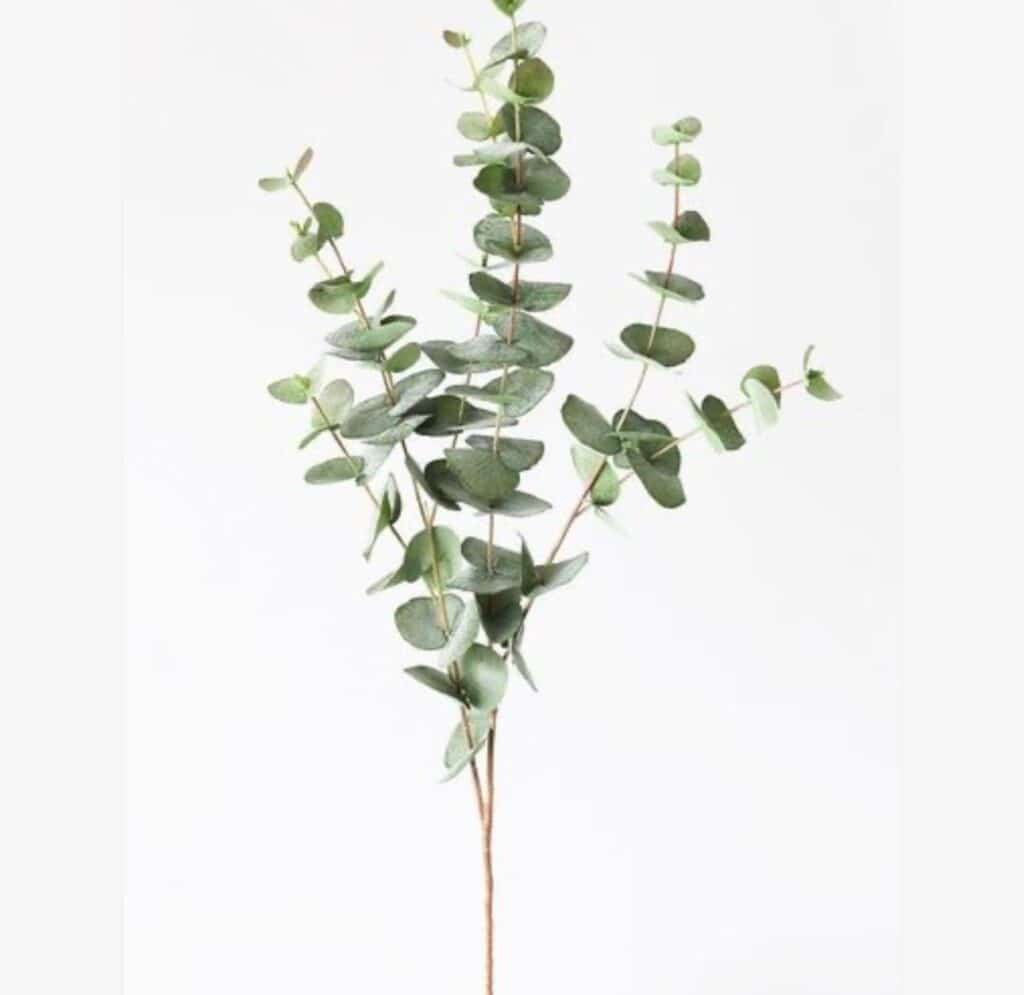 EDG Eucalipto Olis Ramo