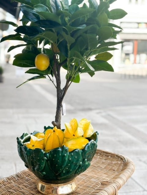 EDG Limone Bell Pianta Yellow