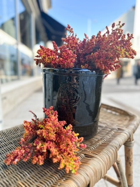 EDG Sorgus Olis Cesp