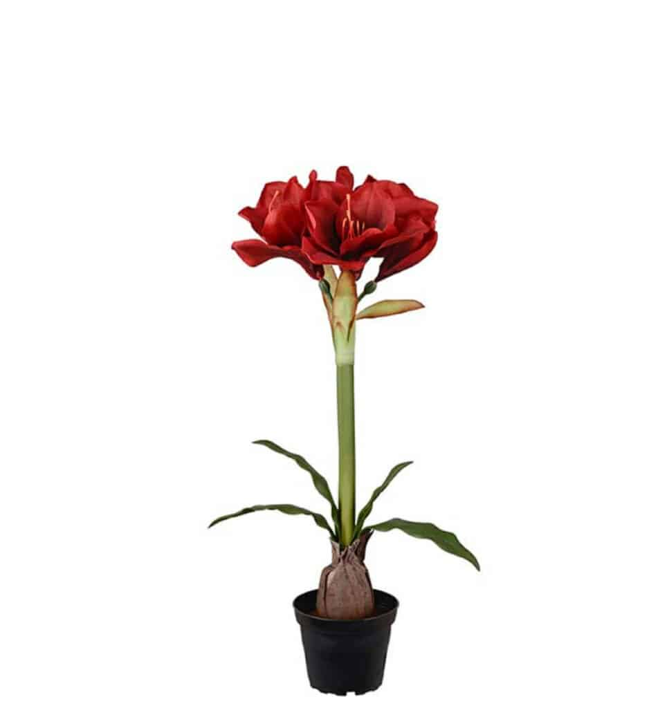 Mr. Plant Amaryllis Red