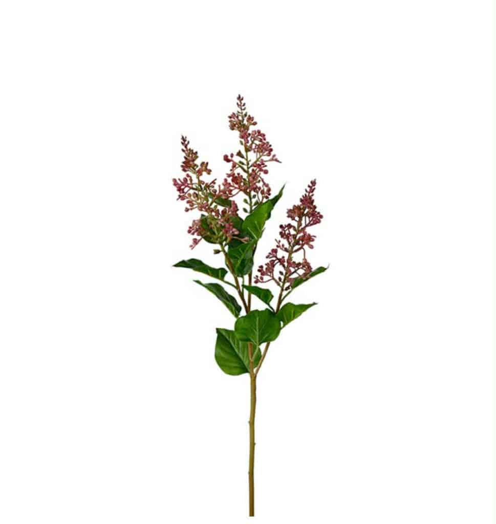 Mr. Plant Bærkvist Rosa