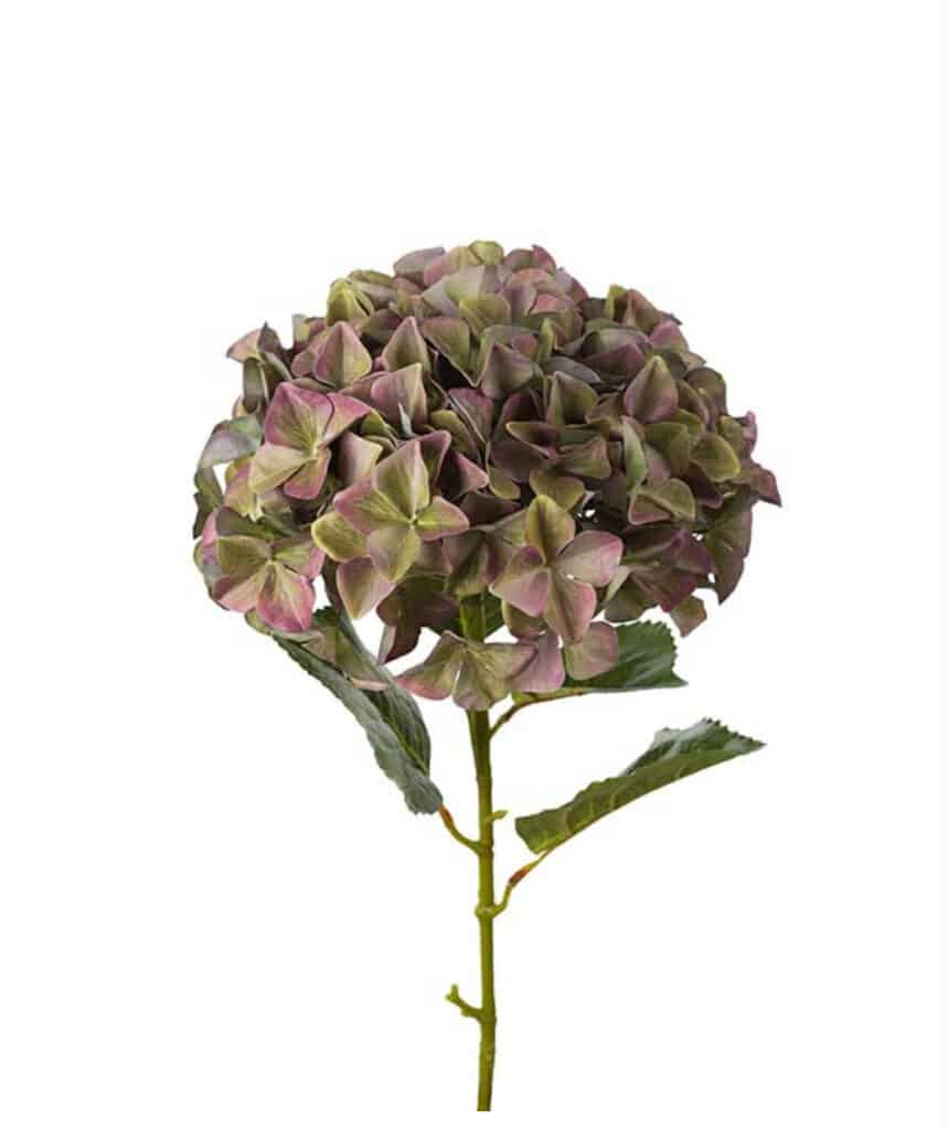 Mr. Plant Hortensia Stor Lavendel