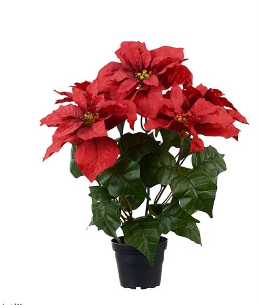 Mr. Plant Julestjerne rød