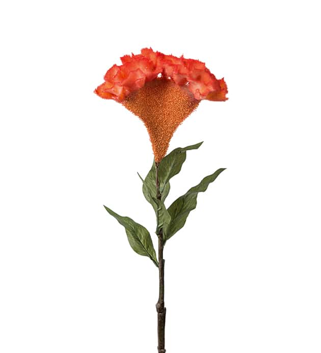 Mr Plant Celosia Orange